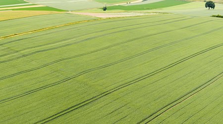 Die Getreideernte steht in Niedersachsen in wenigen Wochen an.  / Foto: Julian Stratenschulte/dpa