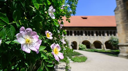 Die berühmteste Rose Hildesheims erstrahlt wieder. / Foto: Julian Stratenschulte/dpa