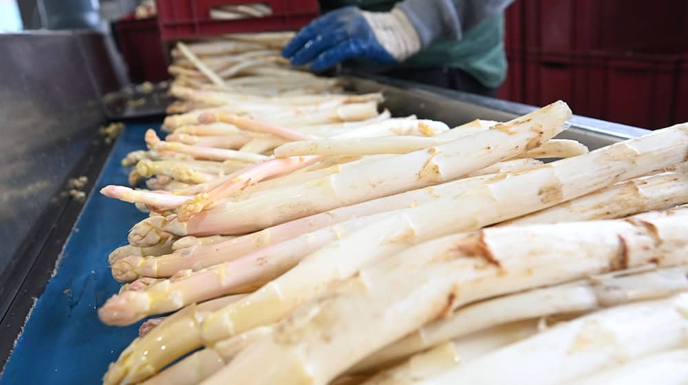 Wer noch deutschen Spargel genießen will, der muss sich ranhalten: Die Erntesaison endet am Dienstag. (Archivbild) / Foto: Bernd Weißbrod/dpa