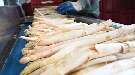 Wer noch deutschen Spargel genießen will, der muss sich ranhalten: Die Erntesaison endet am Dienstag. (Archivbild) / Foto: Bernd Weißbrod/dpa