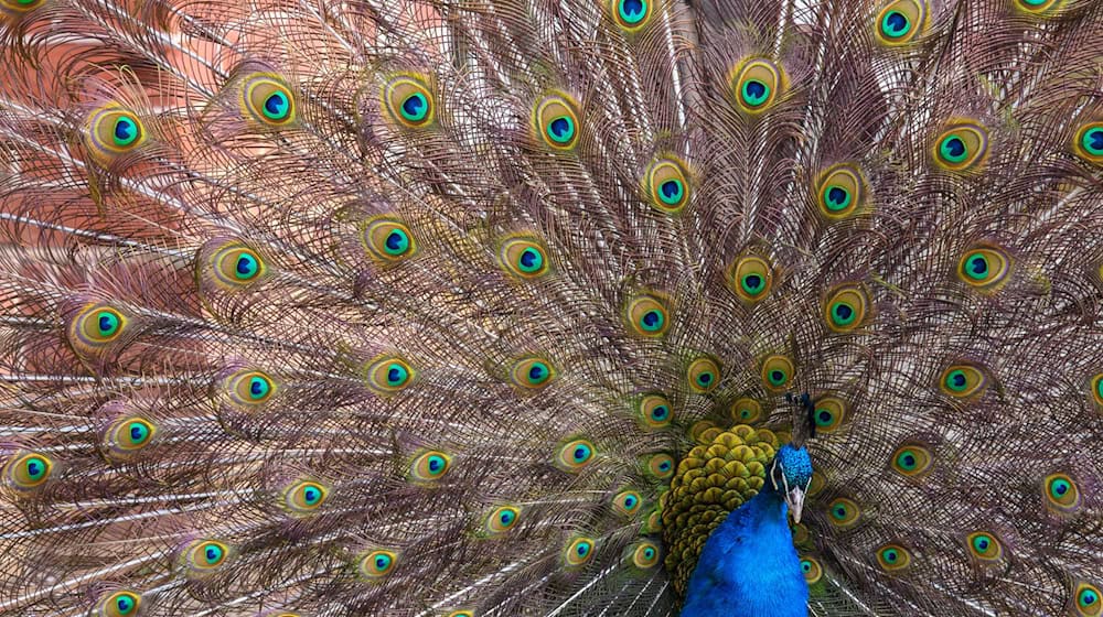 Ein Pfau hat im Autobahnkreuz Lotte/Osnabrück den Verkehr in Richtung Hannover für kurze Zeit ausgebremst. (Symbolbild) / Foto: Klaus-Dietmar Gabbert/dpa