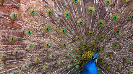 Ein Pfau hat im Autobahnkreuz Lotte/Osnabrück den Verkehr in Richtung Hannover für kurze Zeit ausgebremst. (Symbolbild) / Foto: Klaus-Dietmar Gabbert/dpa