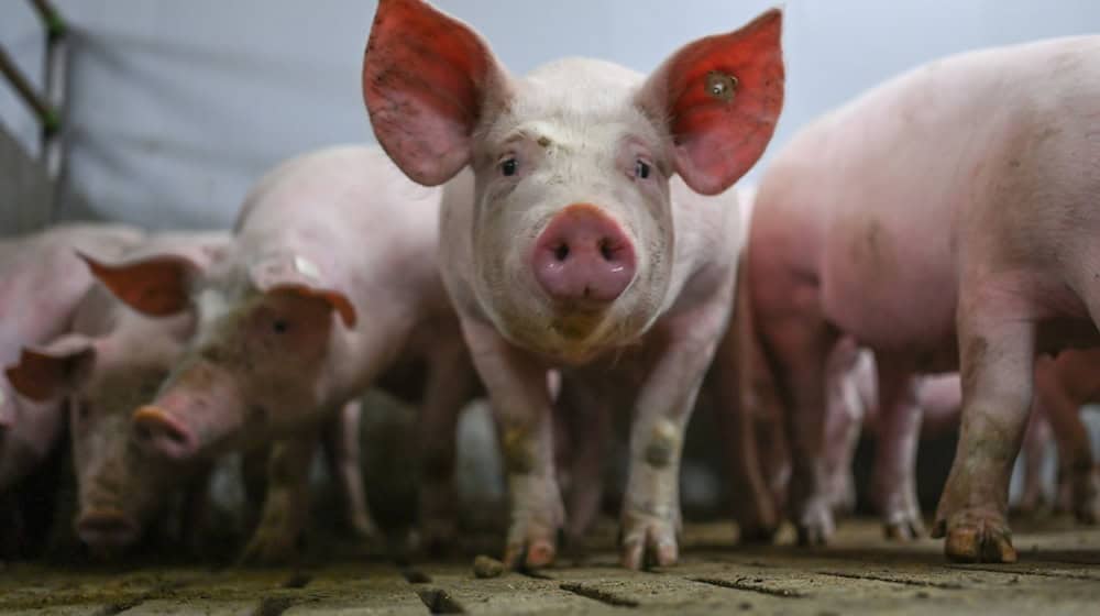 Zum Schutz vor der Afrikanischen Schweinepest (ASP) gelten besondere Schutz- und Hygienevorschriften für Hausschweine. (Symbolbild) / Foto: Lars Klemmer/dpa