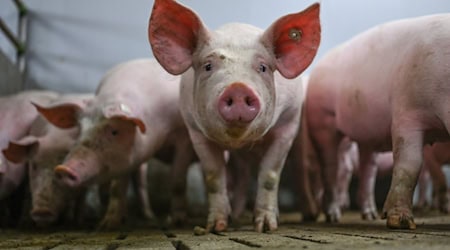 Zum Schutz vor der Afrikanischen Schweinepest (ASP) gelten besondere Schutz- und Hygienevorschriften für Hausschweine. (Symbolbild) / Foto: Lars Klemmer/dpa