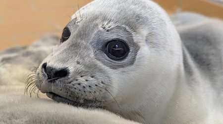 Die Seehundstation kümmert sich jedes Jahr um mehr als 150 kranke, mutterlose oder verletzte Seehunde. / Foto: Seehundstation Norddeich/dpa
