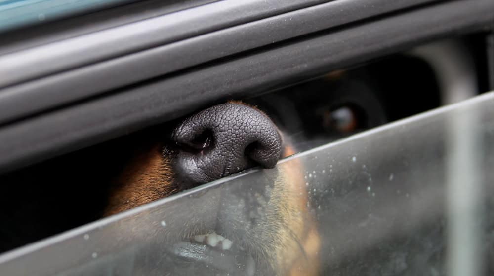 Ab 28 Grad Celsius bekommen Hunde Probleme sich selbst abzukühlen. (Symbolbild) / Foto: Stephan Jansen/dpa
