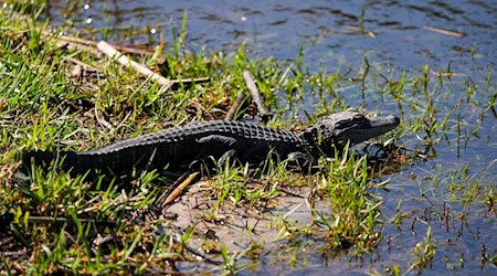 Ein Baby-Alligator wie dieser wurde offenbar in Vechta gesichtet. (Archivbild) / Foto: Gerald Herbert/AP