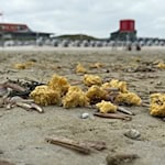 Im Mai wurden schon einmal wachsartige Klumpen am Strand von Norderney angespült. (Archivbild) / Foto: Volker Bartels/dpa