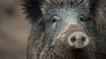 In vielen Fällen wird die Afrikanische Schweinepest (ASP) zunächst bei Wildschweinen nachgewiesen. (Archivbild) / Foto: Lino Mirgeler/dpa