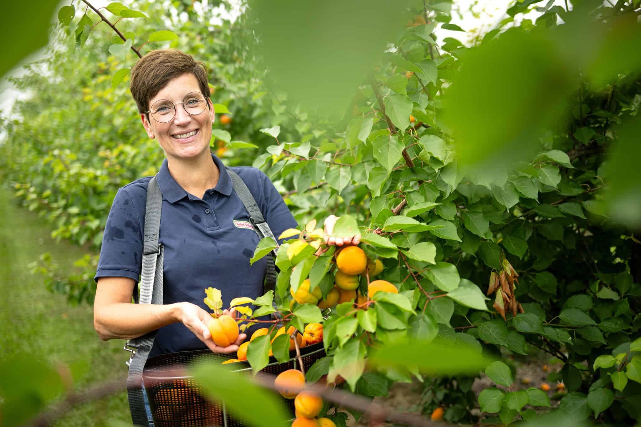 Aprikosen und Pfirsiche: Landwirte reagieren auf Klimawandel