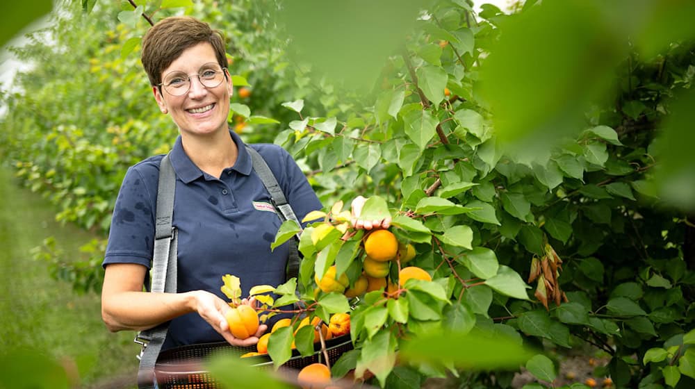 Die Obstbauer in Deutschland spüren den Klimawandel und züchten mehr und mehr südländische Früchte.  / Foto: Sina Schuldt/dpa