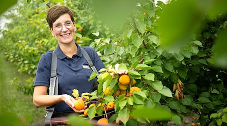 Die Obstbauer in Deutschland spüren den Klimawandel und züchten mehr und mehr südländische Früchte.  / Foto: Sina Schuldt/dpa