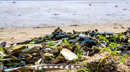 Die ökologische Belastung der deutschen Küsten ist groß - künftig will die Deutsche Bundesstiftung Umwelt pro Jahr 10 Millionen Euro für Schutzprojekte ausgeben. / Foto: Sina Schuldt/dpa