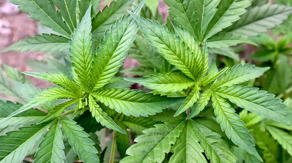 Ermittler haben in Nordrhein-Westfalen und Niedersachsen zwei illegale Hanfplantagen entdeckt. (Symbolbild) / Foto: Patrick Pleul/dpa