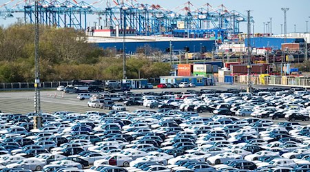 Am Autoterminal in Bremerhaven werden gefährliche Spinnen gefunden. / Foto: Sina Schuldt/dpa