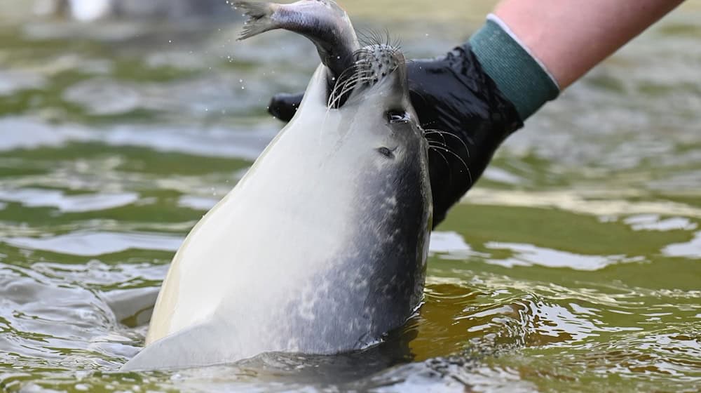 Im Sommer werden mehrere Tonnen Fisch pro Woche verfüttert. / Foto: David Hammersen/dpa
