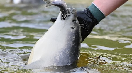 Im Sommer werden mehrere Tonnen Fisch pro Woche verfüttert. / Foto: David Hammersen/dpa