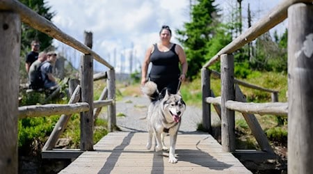 Für Wanderinnen und Wanderer im Harz gibt es einen neuen Anreiz Hunde mitzunehmen.  / Foto: Julian Stratenschulte/dpa