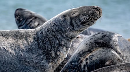 Der Bestand der Kegelrobben in der südlichen Nordsee steigt seit Jahren kontinuierlich an. (Archivbild) / Foto: Sina Schuldt/dpa