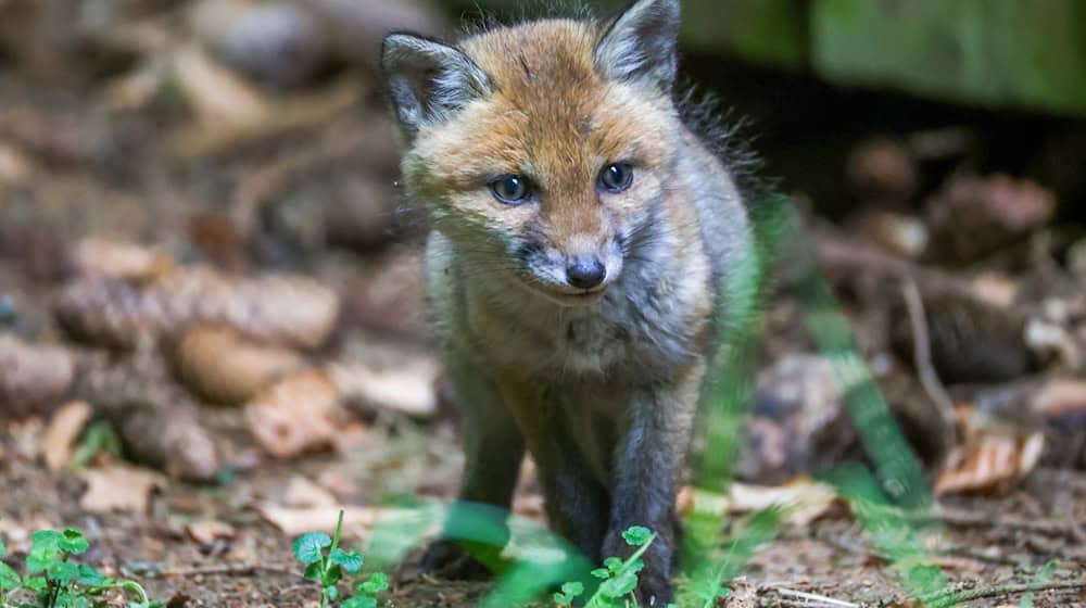 Vor allem junge Füchse gewöhnen sich laut Nationalpark schnell daran, gefüttert zu werden. (Symbolbild) / Foto: Thomas Warnack/dpa