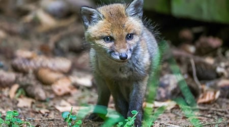 Vor allem junge Füchse gewöhnen sich laut Nationalpark schnell daran, gefüttert zu werden. (Symbolbild) / Foto: Thomas Warnack/dpa