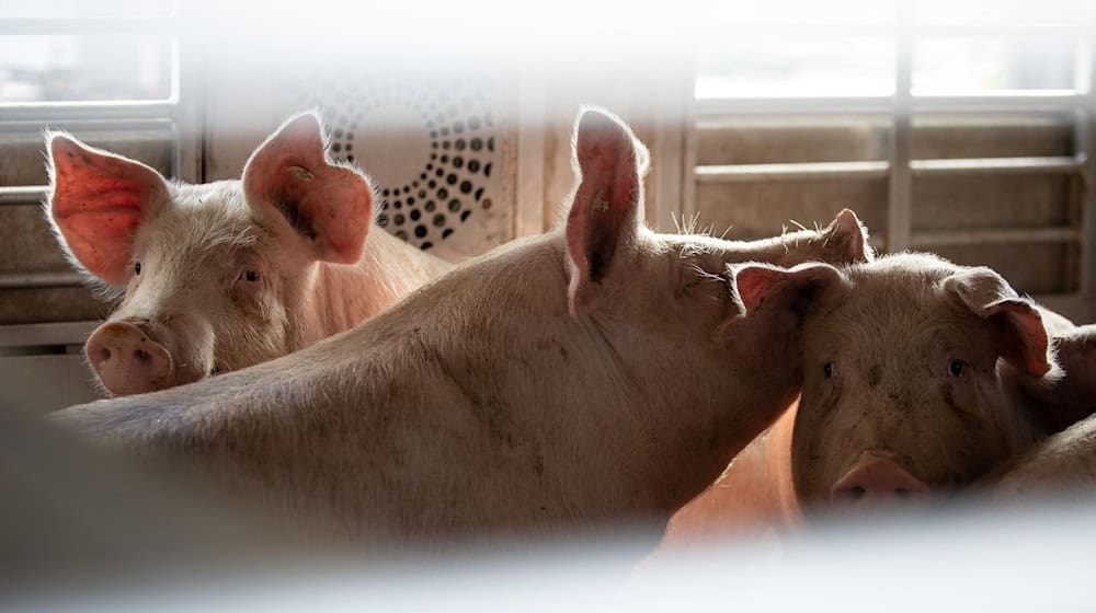 Niedersachsen zieht Konsequenzen: Bei über 30 Grad bleiben Tiertransporter für Langstrecken wie dieser künftig stehen. (Archivbild) / Foto: Friso Gentsch/dpa