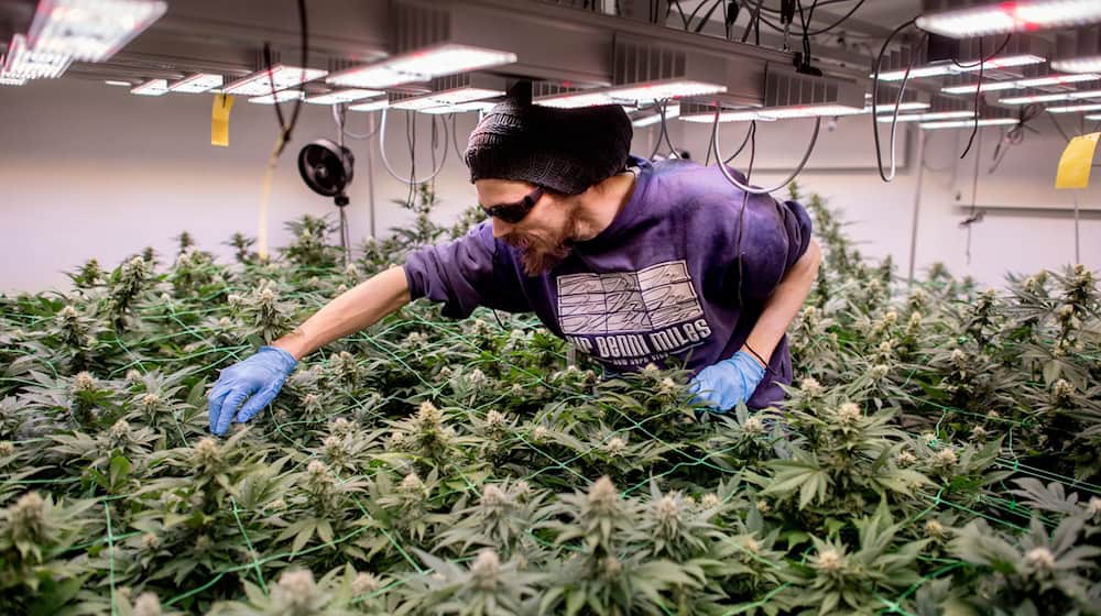So sieht legaler Anbau aus: In Cannabis-Clubs darf seit einem Jahr ganz offiziell gegärtnert werden. (Archivbild) / Foto: Hauke-Christian Dittrich/dpa