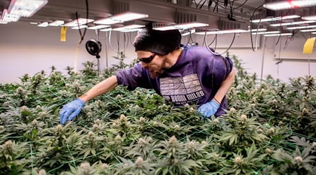 So sieht legaler Anbau aus: In Cannabis-Clubs darf seit einem Jahr ganz offiziell gegärtnert werden. (Archivbild) / Foto: Hauke-Christian Dittrich/dpa