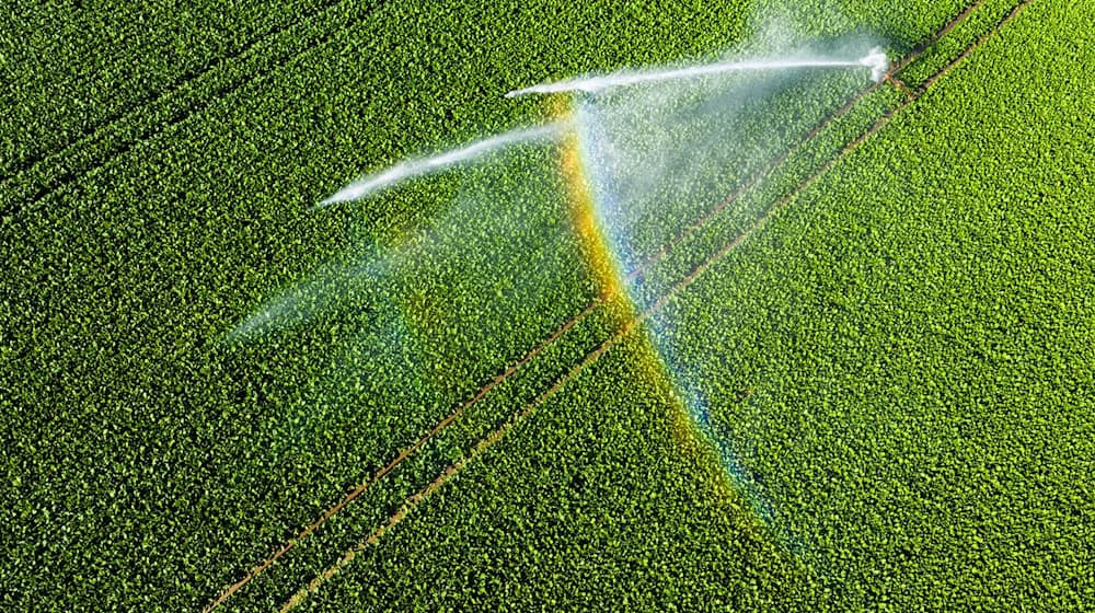 In Zeiten knapper Wasserreserven rückt auch die Feldberegnung stärker in den Fokus der Politik. (Symbolbild) / Foto: Julian Stratenschulte/dpa