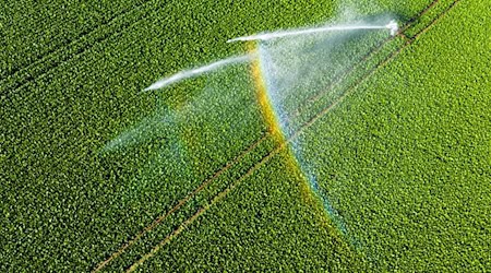 In Zeiten knapper Wasserreserven rückt auch die Feldberegnung stärker in den Fokus der Politik. (Symbolbild) / Foto: Julian Stratenschulte/dpa
