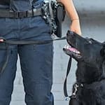 Die Spürhunde waren bei mehreren Durchsuchungen im Einsatz. (Symbolbild) / Foto: Patrick Pleul/dpa