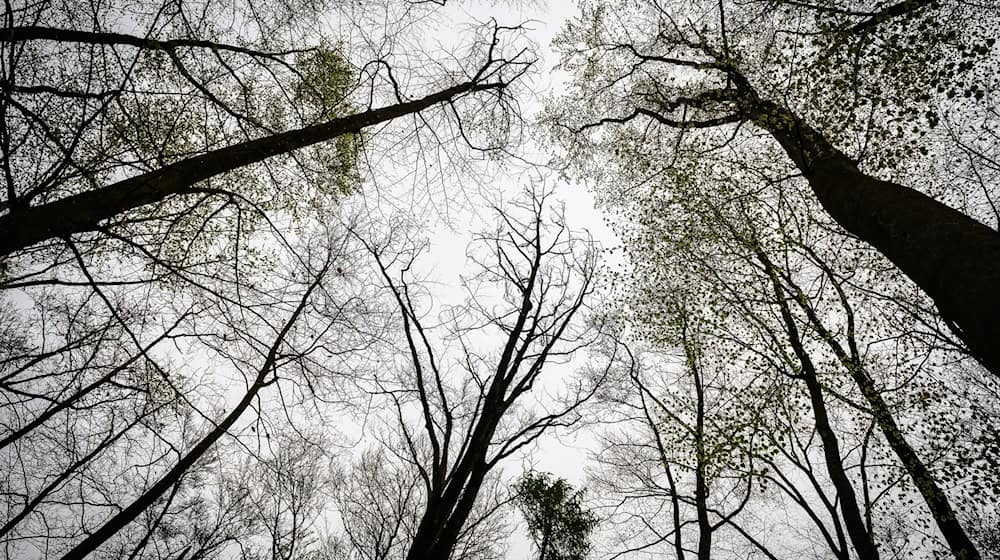 Nach dem Fund einer Leiche im Wald macht die Verdächtige keine Angaben. (Symbolbild) / Foto: Swen Pförtner/dpa