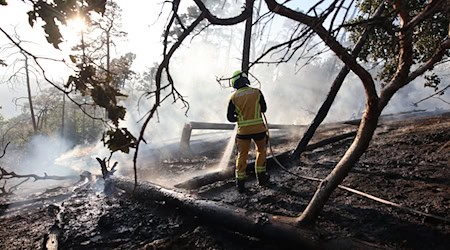 Die Feuerwehr erwartet nicht, dass sich der Waldbrand in Thale im Harz am Donnerstag erneut entfacht. (Archivbild) / Foto: Matthias Bein/dpa