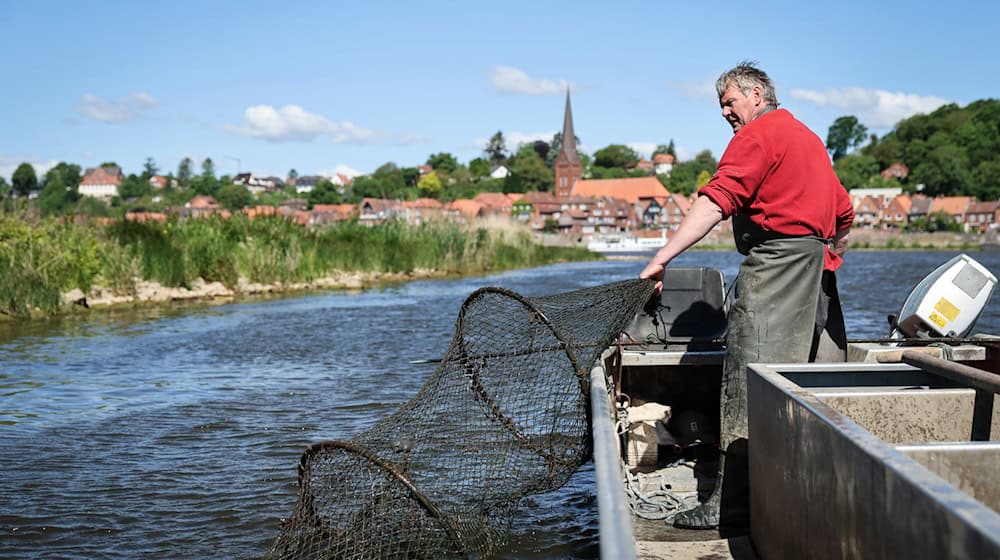 Echte Handarbeit mit Netzen, die schon sein Vater ausgeworfen hat. Eckhard Panz ist einer der letzten Berufsfischer auf der Elbe.  / Foto: Christian Charisius/dpa