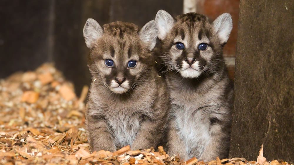 Der Zoo will Besucher über die Namen für die beiden Jungtiere entscheiden lassen.  / Foto: Saggau/Tierpark Ströhen/dpa