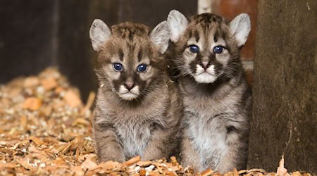 Der Zoo will Besucher über die Namen für die beiden Jungtiere entscheiden lassen.  / Foto: Saggau/Tierpark Ströhen/dpa