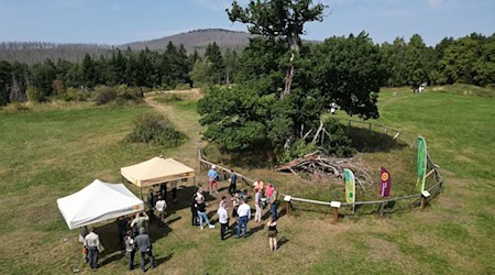 Blick auf die 500 Jahre alte Hohne-Eiche in Drei-Annen-Hohne während der Feierstunde zur Auszeichnung.  / Foto: Matthias Bein/dpa