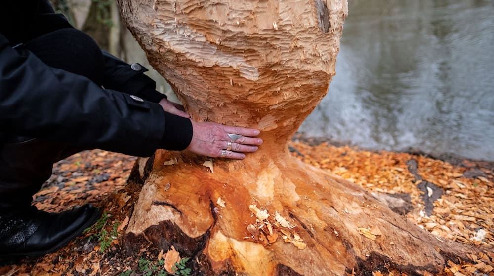 Die Biber sind zurück - sie seien eine Bereicherung, ihre Bauten könnten aber auch zu Problemen führen, sagt Niedersachsens Umweltminister Christian Meier. (Symbolbild) / Foto: Peter Steffen/dpa