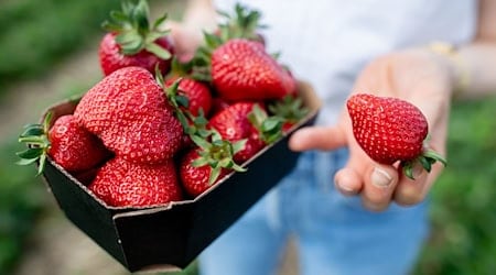 Mit einer KI kann der Roboter reife Erdbeeren erkennen. (Symbolbild) / Foto: Hauke-Christian Dittrich/dpa