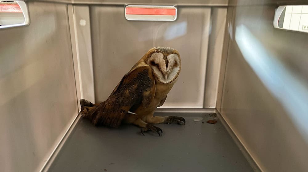 Die Feuerwehr hat eine Schleiereule aus einem Schornsteinrohr in Osterholz-Scharmbeck gerettet. (Handout) / Foto: Cüneyt Yumusak/Freiwillige Feuerwehr Osterholz-Scharmbeck/dpa
