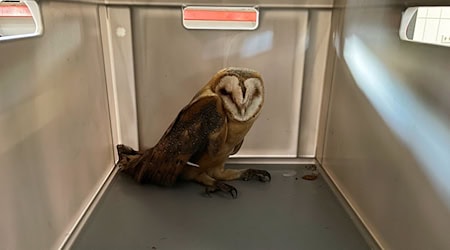Die Feuerwehr hat eine Schleiereule aus einem Schornsteinrohr in Osterholz-Scharmbeck gerettet. (Handout) / Foto: Cüneyt Yumusak/Freiwillige Feuerwehr Osterholz-Scharmbeck/dpa