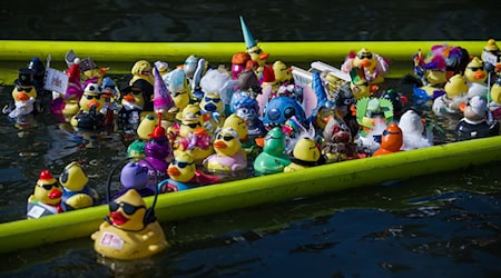 Bunte Gummienten liefern sich auf dem Maschsee in Hannover ein Rennen. / Foto: Moritz Frankenberg/dpa