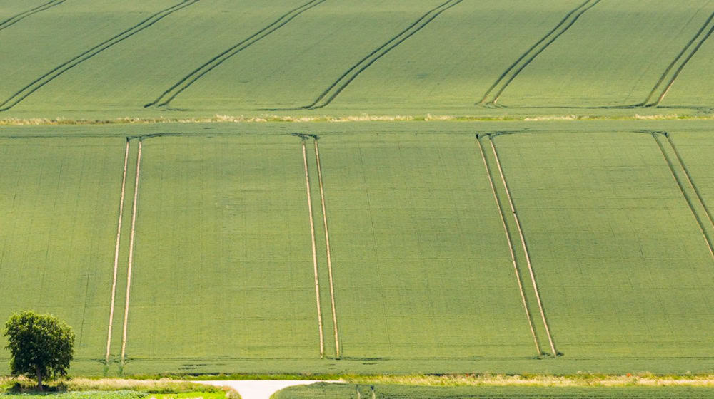 Die Bauern sind trotz Wetterstress mit der Getreide- und Rapsernte zufrieden.  / Foto: Julian Stratenschulte/dpa
