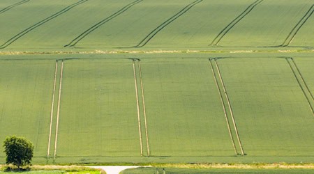 Die Bauern sind trotz Wetterstress mit der Getreide- und Rapsernte zufrieden.  / Foto: Julian Stratenschulte/dpa
