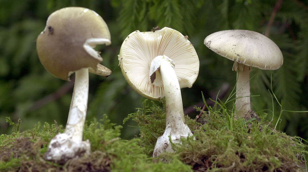 Knollenblätterpilze sind sehr giftig. (Archiv) / Foto: Bernd Wüstneck/dpa-Zentralbild/dpa