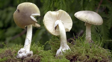 Knollenblätterpilze sind sehr giftig. (Archiv) / Foto: Bernd Wüstneck/dpa-Zentralbild/dpa