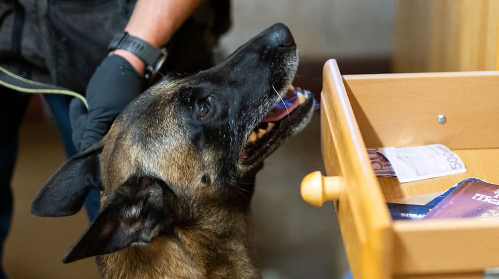 Der Belgische Schäferhund «Habbo» hat schon mehrere Tausend Euro erschnüffelt. / Foto: Michael Matthey/dpa