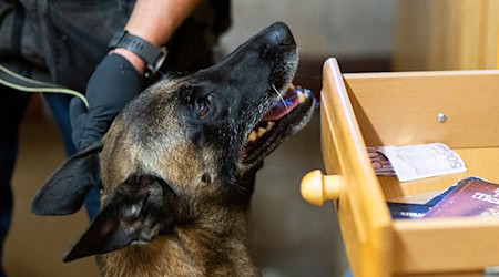 Der Belgische Schäferhund «Habbo» hat schon mehrere Tausend Euro erschnüffelt. / Foto: Michael Matthey/dpa