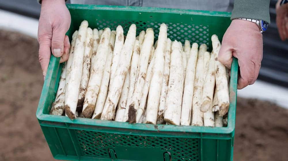 Im Spargelland Nummer eins - müssen die Anbauer wohl ein deutliches Minus verbuchen. (Archivbild)   / Foto: Friso Gentsch/dpa
