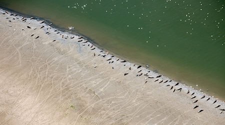 Die Zahl der Seehunde im niedersächsischen Wattenmeer bleibt stabil. (Archivfoto) / Foto: Hauke-Christian Dittrich/dpa